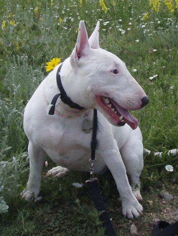 are bull terriers better with other dogs