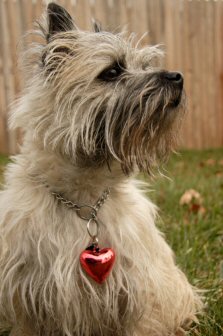 does a cairn terrier need a collar