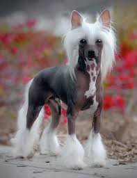 are chinese crested dogs good with cats