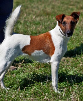 Popular Small Dog Breeds