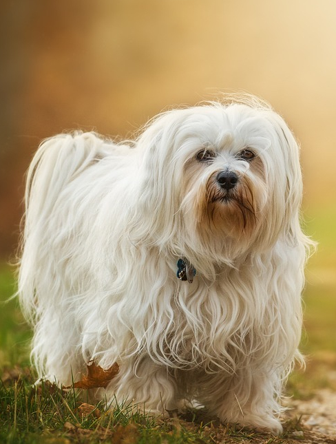 are havanese a healthy breed