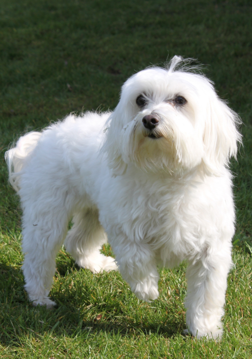 Popular Small Dog Breeds