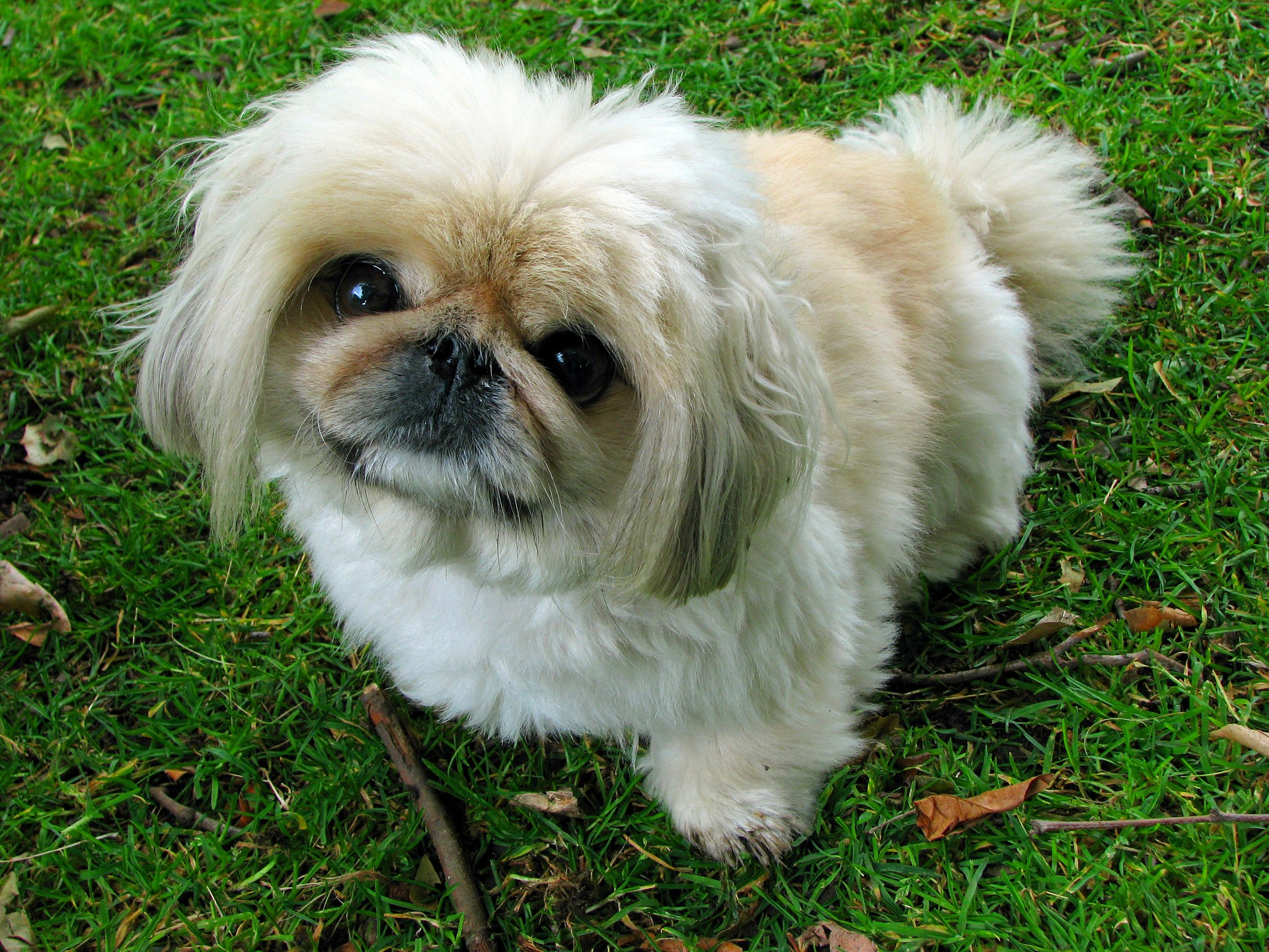 can pekingese be left alone