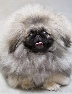 can pekingese be left alone