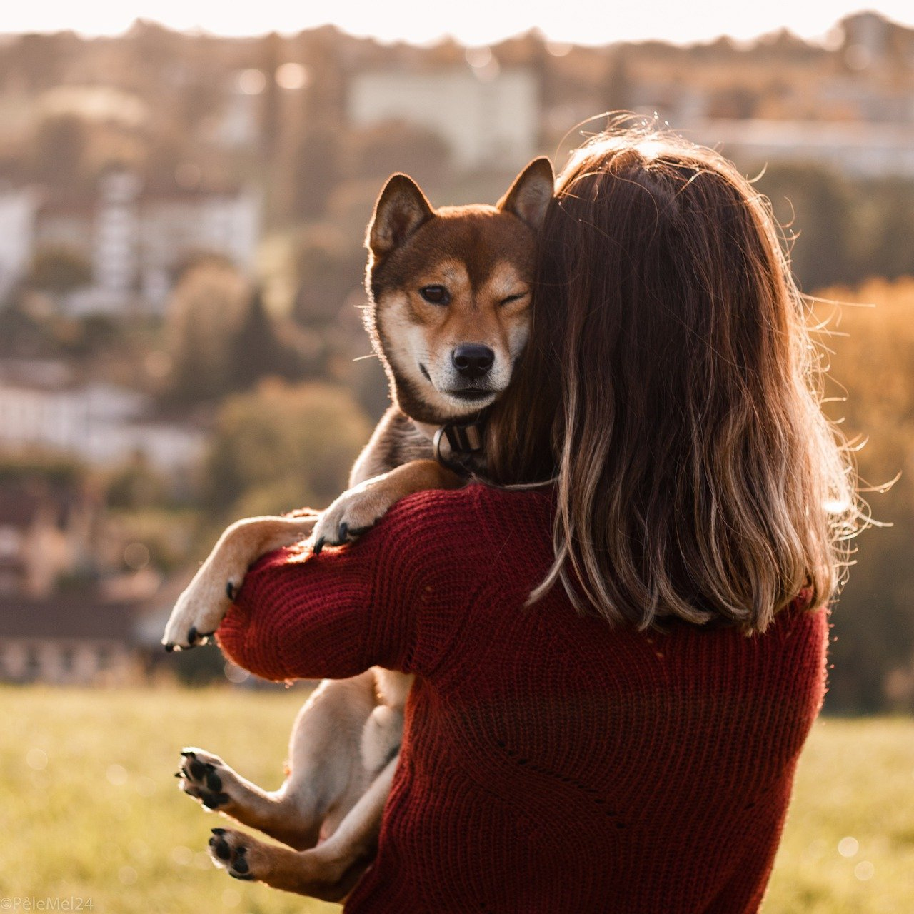 Shiba inu first 2024 time dog owner